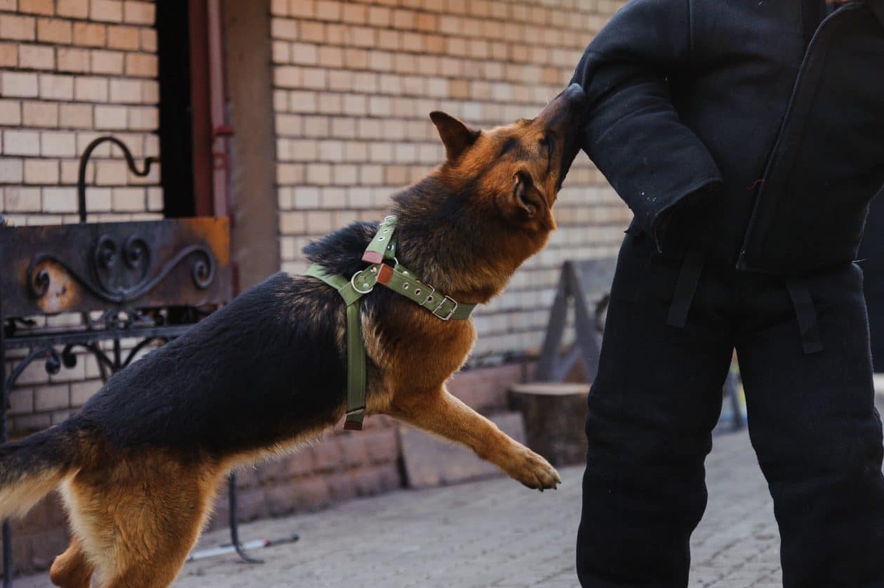 Abogados Especializados En Casos De Mordeduras De Perros En Fresno